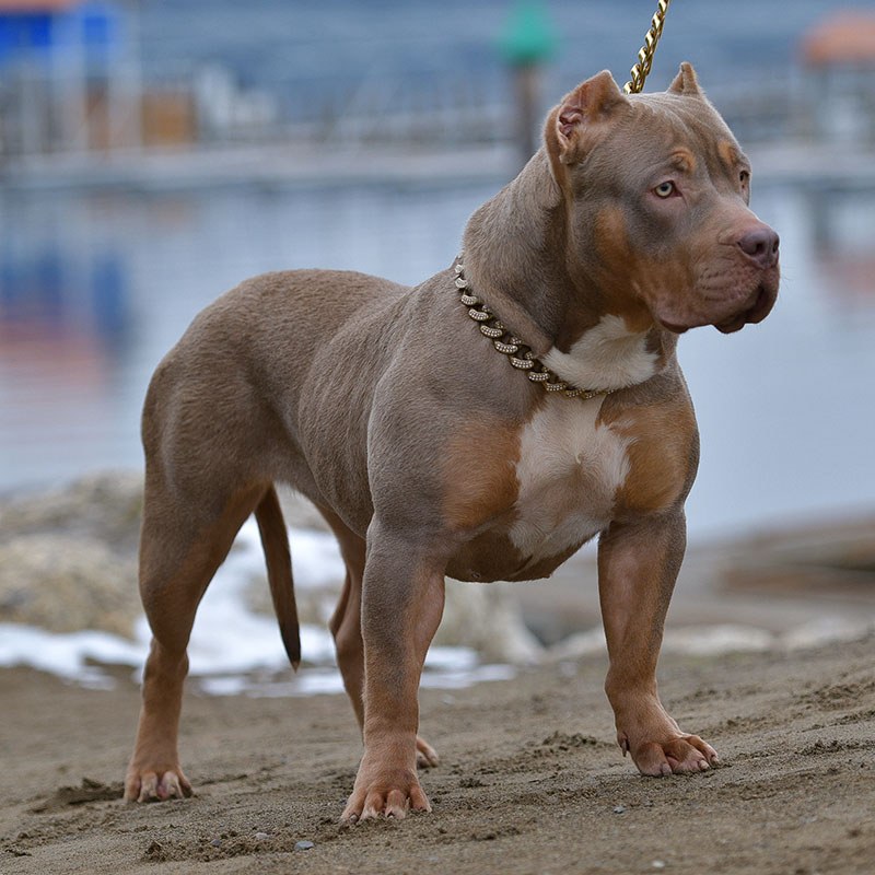 Show quality xxl pitbull puppy for sale Bossy Kennels pedigree